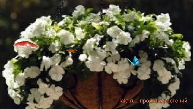Катарантус ампельный Вайт ? ампельный катарантус Вайт обзор: как сажать, семена катарантуса Вайт смотреть онлайн
