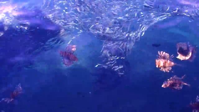 ЧЕРНАЯ ЦАПЛЯ и МОРЕ КРЫЛАТОК смотреть онлайн