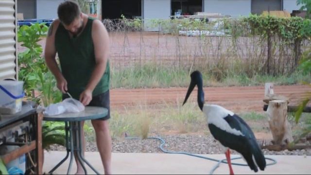 The jabiru who came for dinner. смотреть онлайн