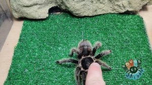 Берём паука птицееда на руки, как брать паука птицееда на руки?, на примере Brachypelma albopilosum