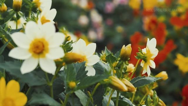 Beautiful Colorful Flowers Garden Video and Relaxing Music. Blossom Flowers. смотреть онлайн