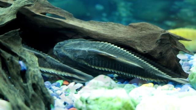 Аквариум. Мои ихтиандры