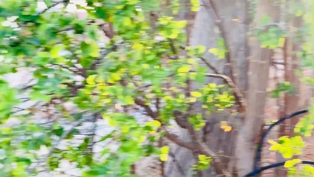 Luka Chuppi 3 || Hide & Seek || Motivational Story || Action || @MUSATANVEER смотреть онлайн