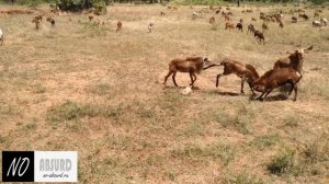 Козлы и бараны нападают на людей и животных