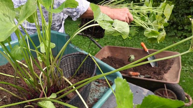 HOW TO PLANT MARGINAL POND PLANTS - PLANTING MARSH MARIGOLD смотреть онлайн