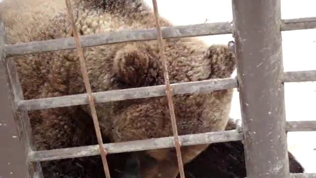 Медведь в вольере (на трассе, въезд в г.Томск). смотреть онлайн