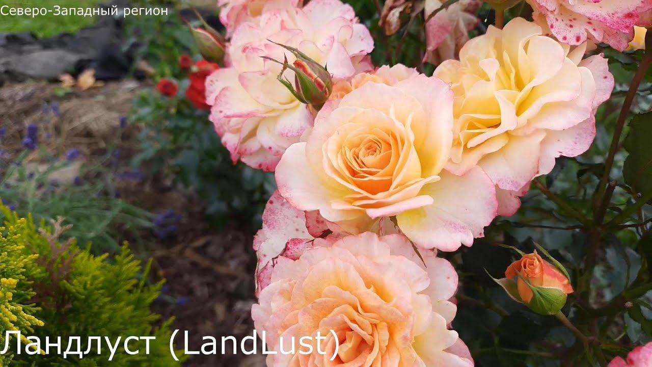 Летние наброски 2021г. Северо-Западный регион.