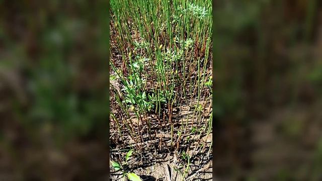 Прогулка к реке Лежа 01.06.2024