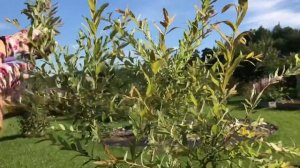 Ива Хакуро Нишики, первая обрезка или корректирующая стрижка