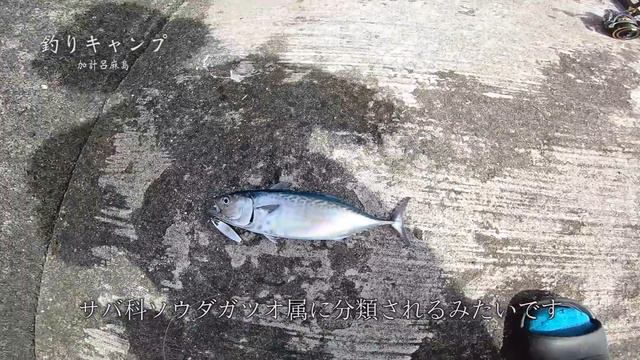 １泊２日の釣りキャンプ前半【釣って捌いて料理して焚き火して・・・】 смотреть онлайн