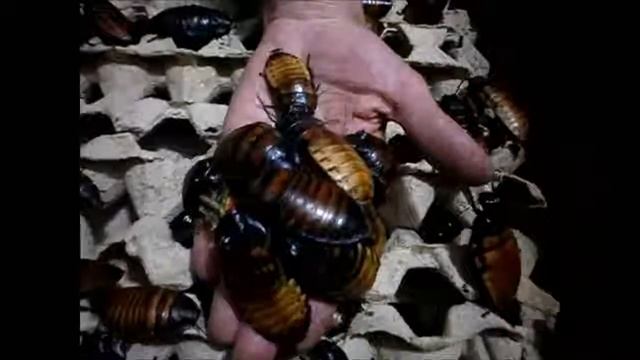 Шок!!! Гигантские тараканы атакуют! смотреть онлайн