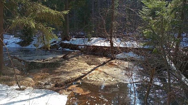 4 Весна Возле Торфяного Волжско Камский гос зап Между Моховым и Сербулаком 23 04 2022 VID 2022 смотреть онлайн