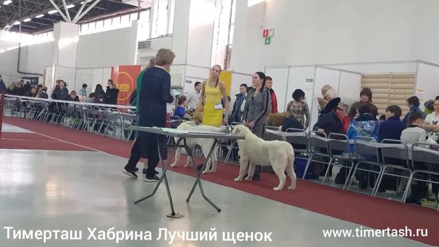08 декабря 2018 Выставка собак г. Тюмень, эксперт Лахита Т. ТИМЕРТАШ ХАБРИНА дочь Леди и Нурика смотреть онлайн