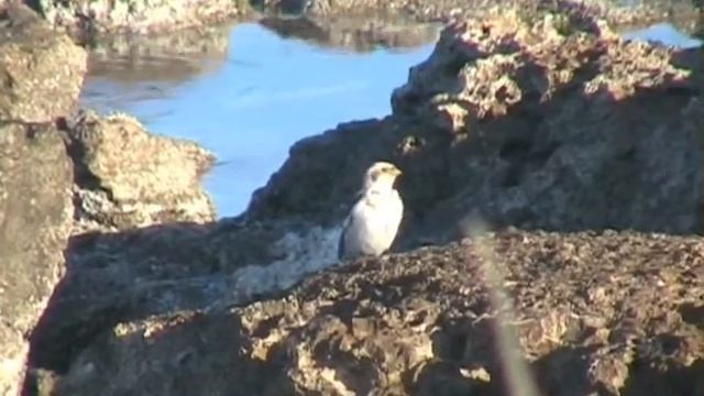 Snow Bunting смотреть онлайн