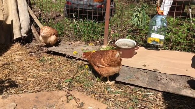 Покупка курочек на дачу смотреть онлайн