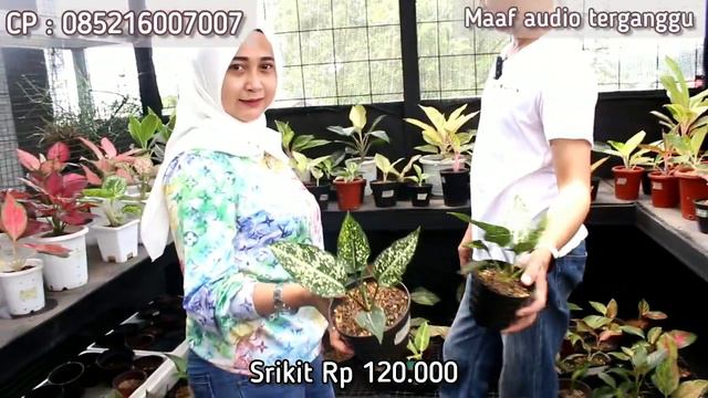 BABY-BABY AGLAONEMA KOLEKSI MURAH, KUALITAS LOKAL BANYAK AGLONEMA EKONOMIS смотреть онлайн