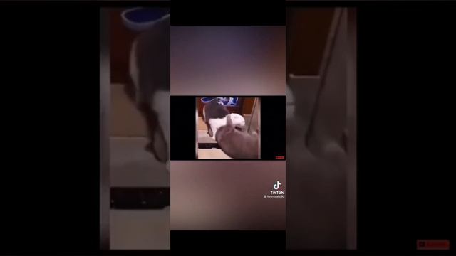 Новые 2021 шутки про животных!🤣С новым годом вас!🎄 смотреть онлайн