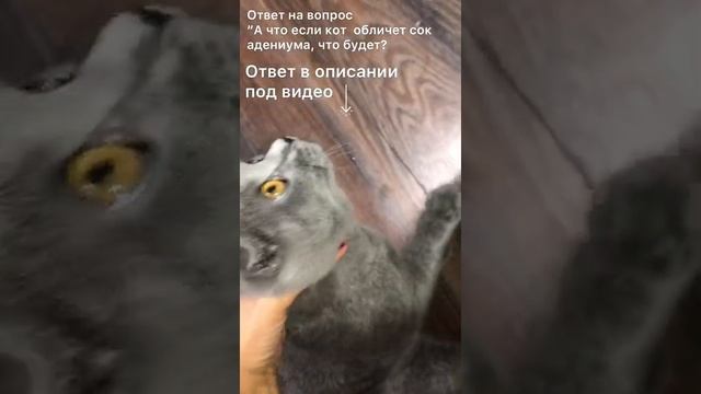 Сок адениума и кот. Что будет? смотреть онлайн