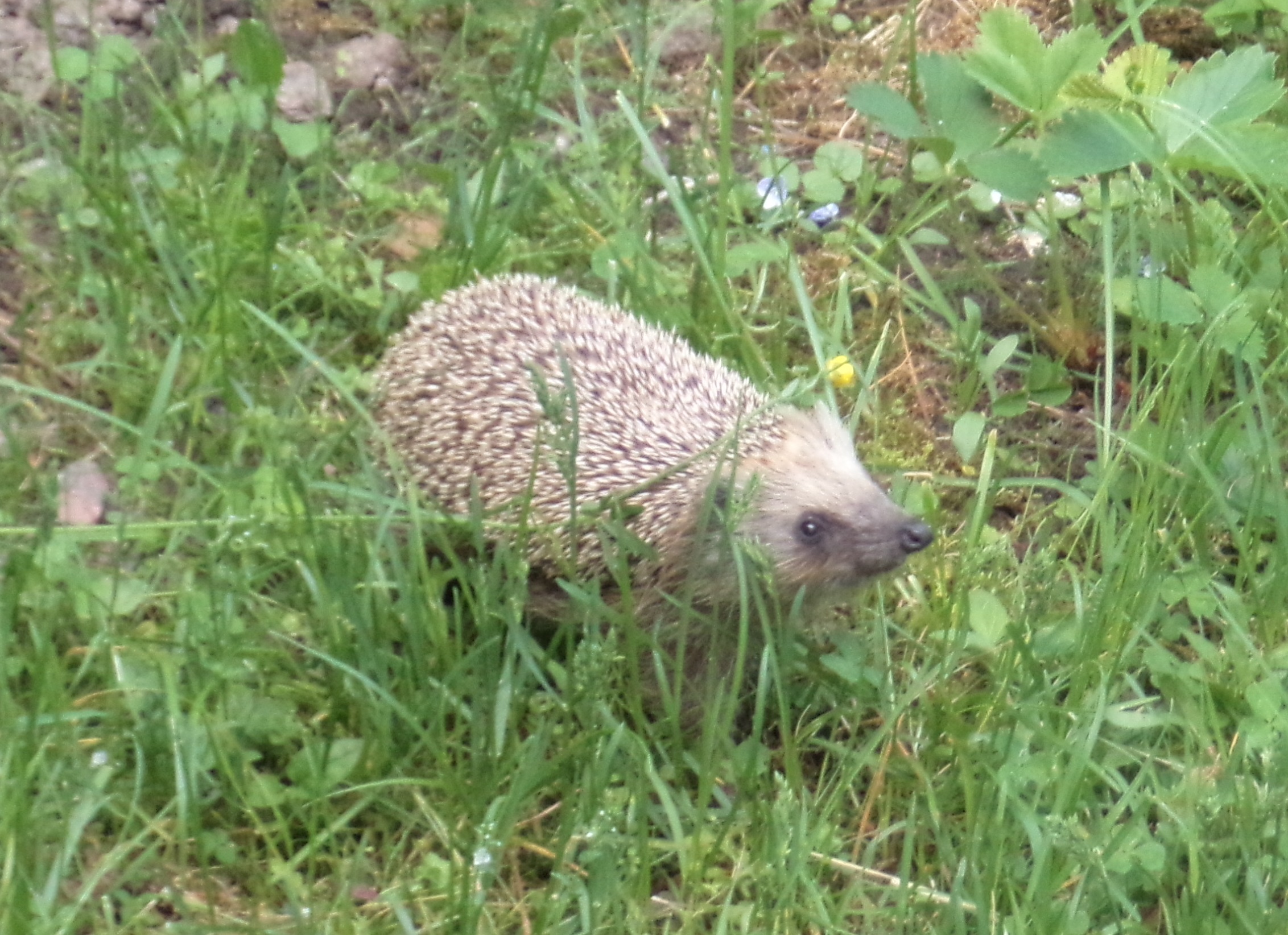 У меня свой ёж, у соседей - свой смотреть онлайн