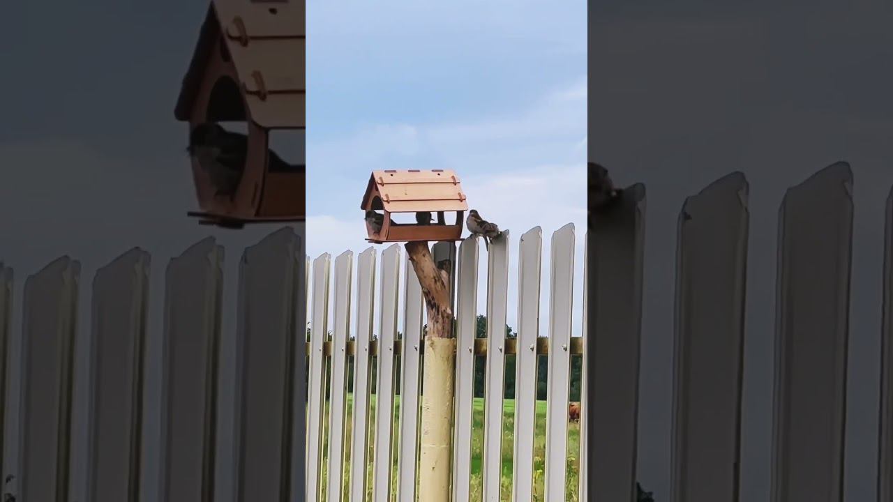 Наше гнездышко #bashkortostan #природа #семья#домашнийвлог смотреть онлайн