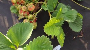 Клубника крупноплодная Кисс Неллис (Чамора Турусси)