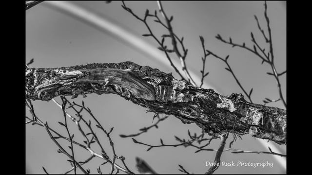 Extreme reach photography, Nikon D810 , TC-14E iii 1.4x teleconverter, 200-500 f5.6 ED VR lens , смотреть онлайн