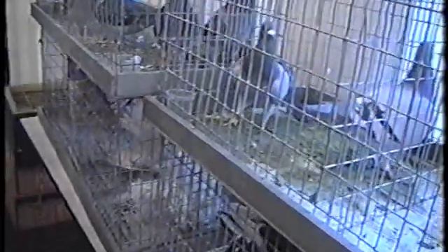 Кривой Рог.2005 год.4-часть.Выставка Голубей.Архив Ковалец А.Н.