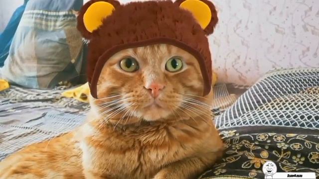 Кошачий Вайн / Часть 6 / Штука без названия / My funny cats смотреть онлайн