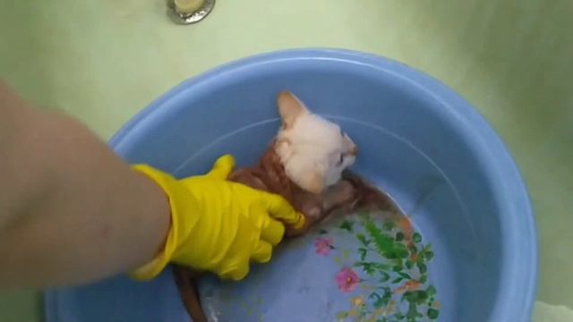 Спасение бездомных котят. Блохи съедали их заживо. Не проходите мимо. История спасения. смотреть онлайн