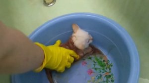 Спасение бездомных котят. Блохи съедали их заживо. Не проходите мимо. История спасения.
