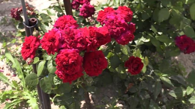 сравнение плетистых роз хайгроув и флорентина, питомник роз полины козловой rozarium.biz смотреть онлайн