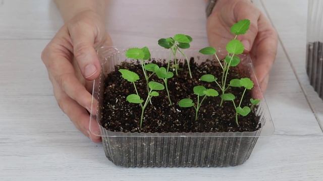 Как посадить ШТОК-РОЗУ на рассаду. Рассада шток-розы смотреть онлайн