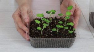 Как посадить ШТОК-РОЗУ на рассаду. Рассада шток-розы