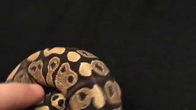 Ball Python Morphs 3 2 09 смотреть онлайн
