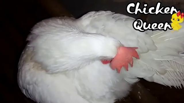 ? Куры несутся в декабре. Один день из жизни куровода?. Курочка плохо себя чувствует? смотреть онлайн