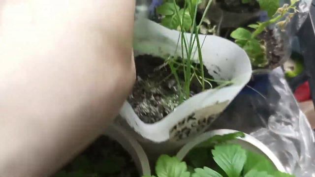 #обзор#рассады на 11 мая 2023г. смотреть онлайн