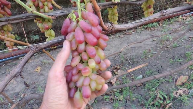 Виноград Маникюр фингер . Grapes Manicure finger.Тел,WhatsApp и Viber : 8-918-43-794-43 смотреть онлайн