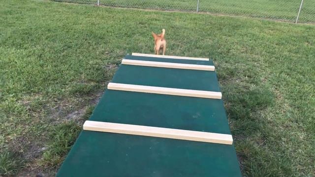 парк для собак, короткий обзор ?? смотреть онлайн