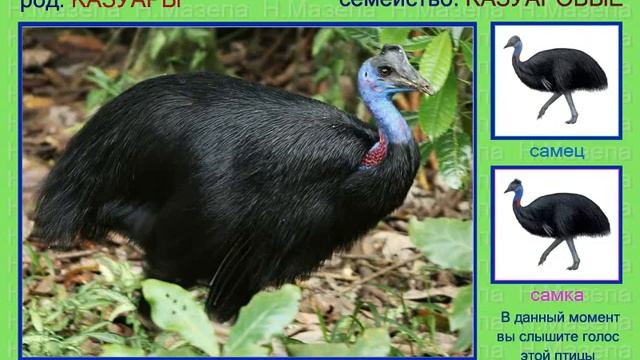 Казуар. Голоса птиц смотреть онлайн