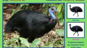 Казуар. Голоса птиц
