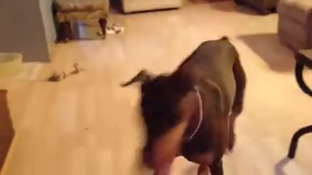 Doberman and Jack Russell смотреть онлайн