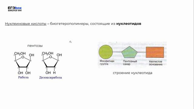 Белки Нуклеиновые кислоты смотреть онлайн