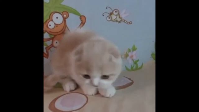 Cutest Scottish Fold Kittens смотреть онлайн