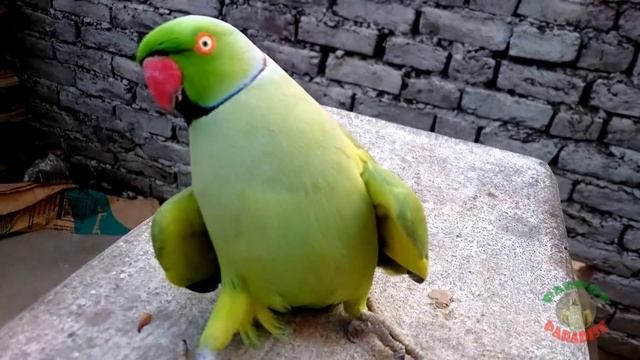 Funny Dancing Parrot Part 1