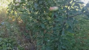 Яблоня сорт Кандиль Синап. Старинные сорта. Редкие сорта. Обзор.