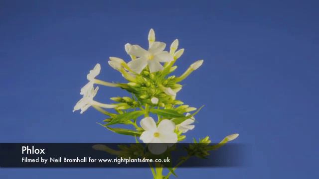 Phlox flower time lapse смотреть онлайн