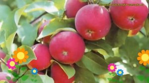 Яблоня плодовая Бессемянка мичуринская. Краткий обзор malus domestica Bessemianka michurinskaia