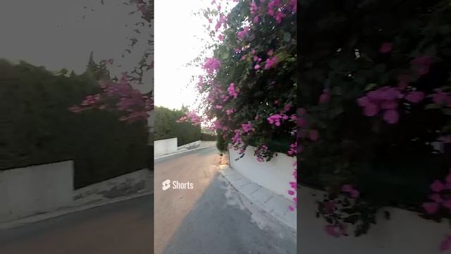 Красивые цветы, пальма, Кипр, Лимасол, дорога, вечер