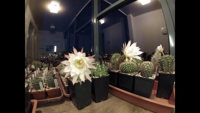 Ночное цветение Echinopsis subdenudata смотреть онлайн