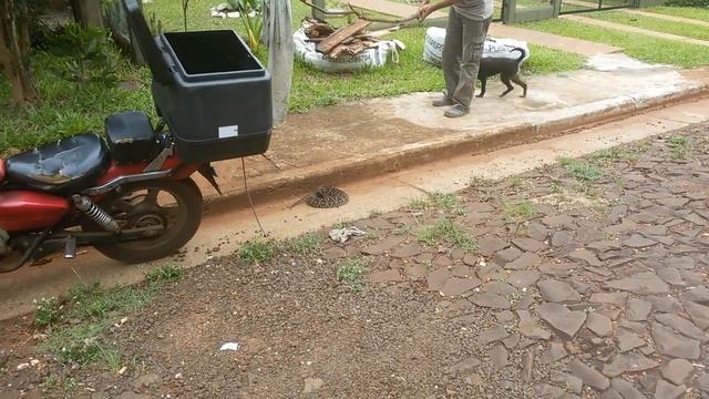 Змея ботропс. Yarara (vibora de la cruz). смотреть онлайн